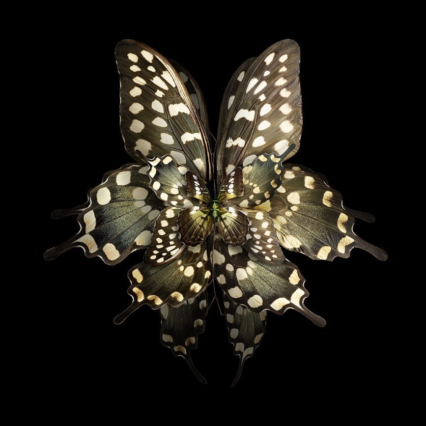 Цветы из крыльев бабочек Себа Жаньяка