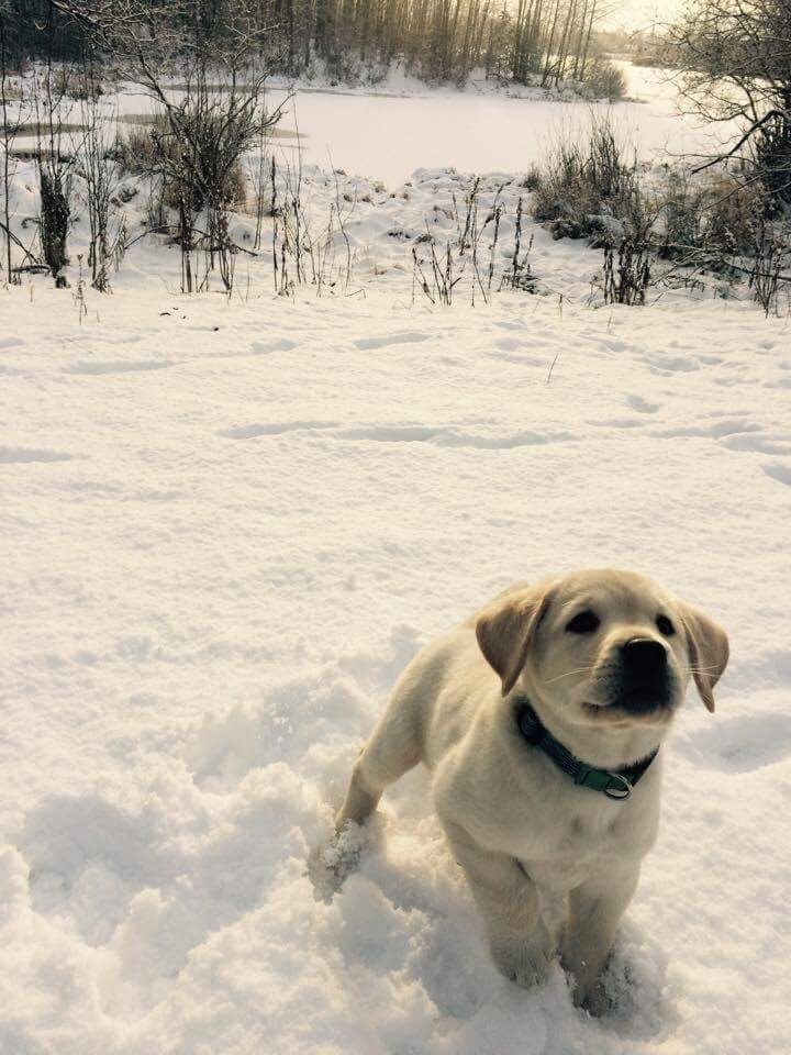 Его первый снег