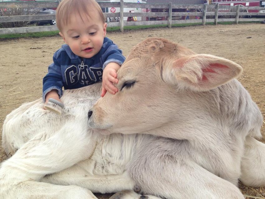 Ребенок пришел навестить теленка