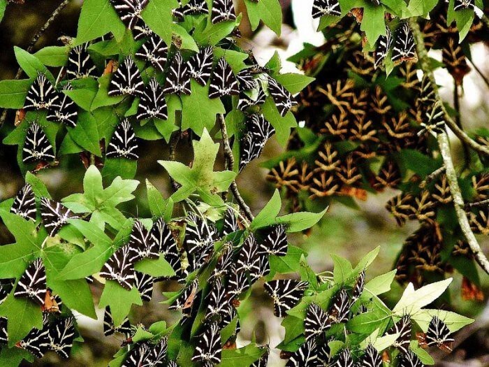 Пелатудес – долина бабочек