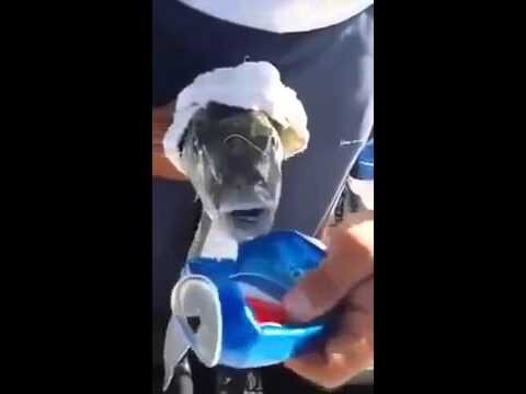 Рыба откусывает куски от алюминиевой банки  