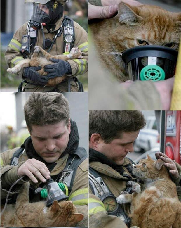 11. Пожарный спас кота, надев на него свою кислородную маску