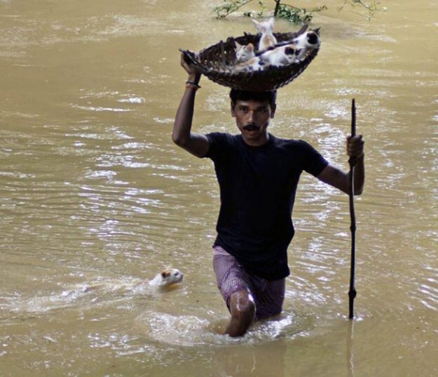 13. Мужчина спасает котят во время наводнения