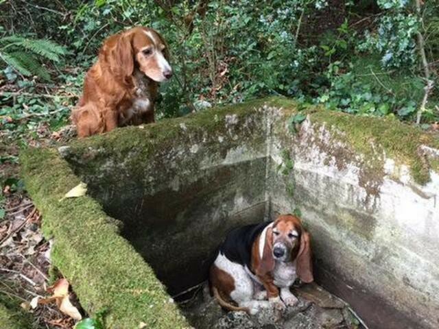 Собака неделю просидела возле своего попавшего в яму друга — пока не прибыла помощь
