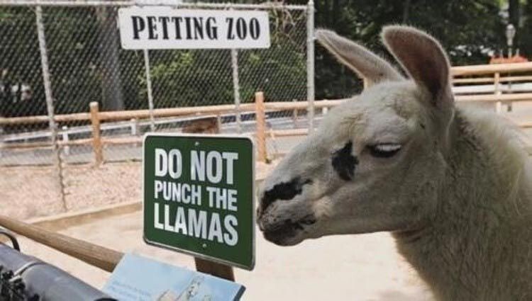 "Не бейте лам" - видимо для посетителей зоопарка это обычное дело.