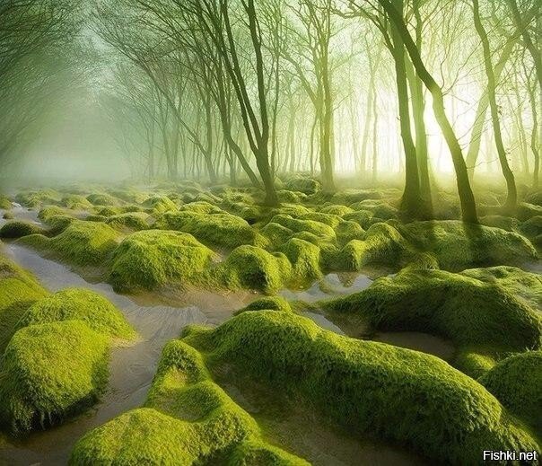 Мховое болото, Румыния