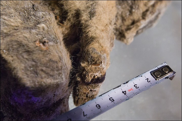 В Сибири обнаружили 12000-летние останки львят в идеальном состоянии