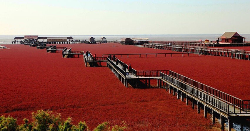 16. Красный пляж Паньцзинь