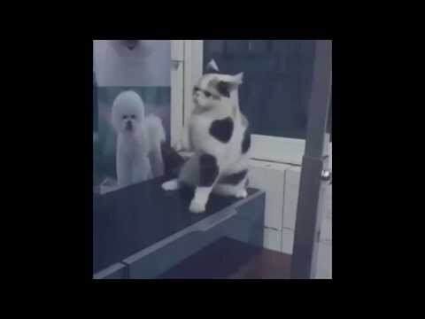 Кошка танцует в ритме песни 