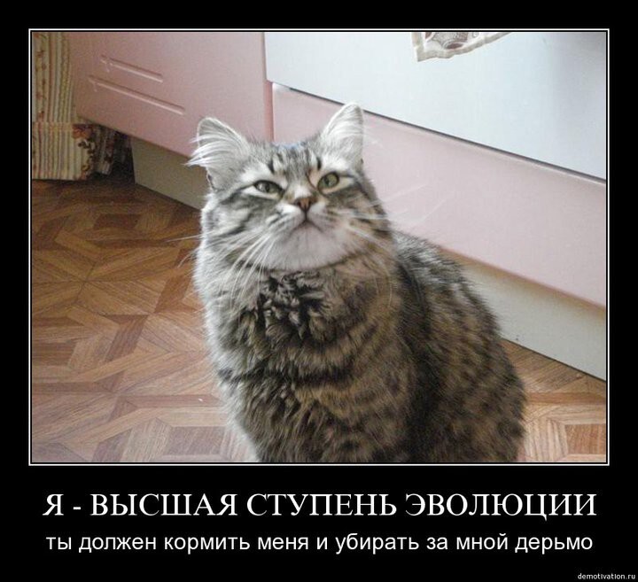 Демотиваторы с Котиками 4