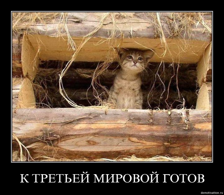 Демотиваторы с Котиками 4