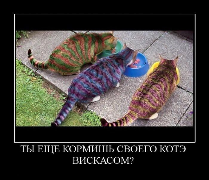 Демотиваторы с Котиками 4