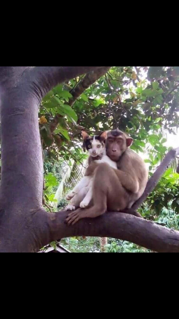 Кот и обезьяна на дереве