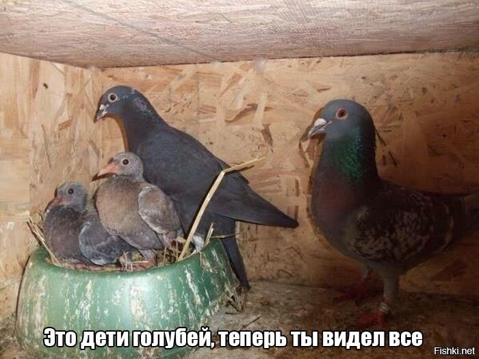 Из солянки