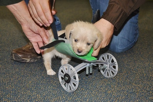 Инвалидную коляску для двуногого щенка создали с помощью 3D-принтера