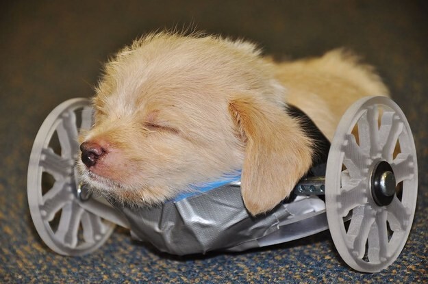 Инвалидную коляску для двуногого щенка создали с помощью 3D-принтера