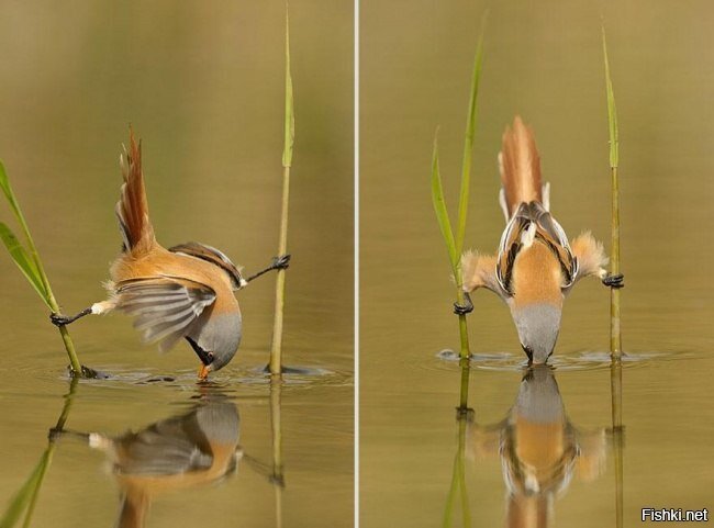 На водопое