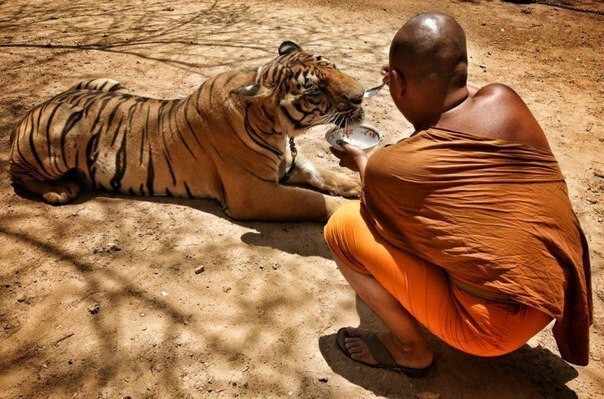 В монастыре Ват Па Луангта Буа Янасампанно на западе Таиланда живут тигры