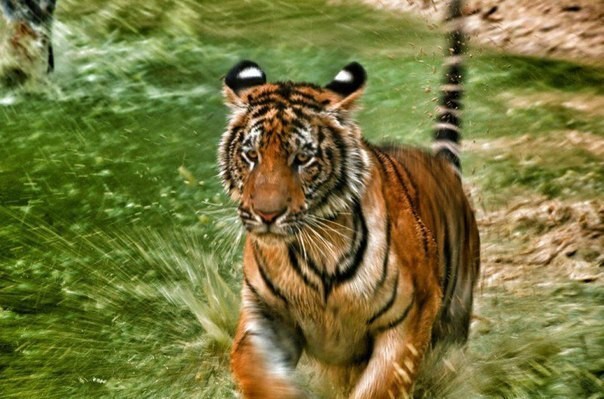 В монастыре Ват Па Луангта Буа Янасампанно на западе Таиланда живут тигры
