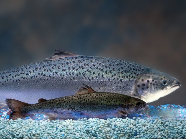 Фото AquaBounty Technologies. На заднем плане — генетически модифицированный лосось
