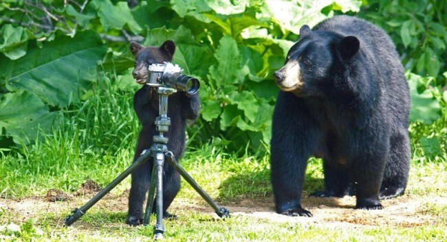 Иногда даже медведи с косыми лапами делают фото лучше, чем некоторые фотографы с кривыми руками.