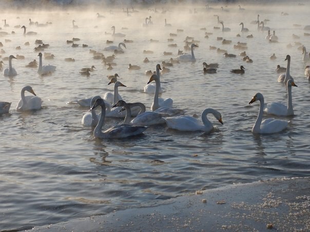Сотни лебедей прилетели зимовать на Алтай
