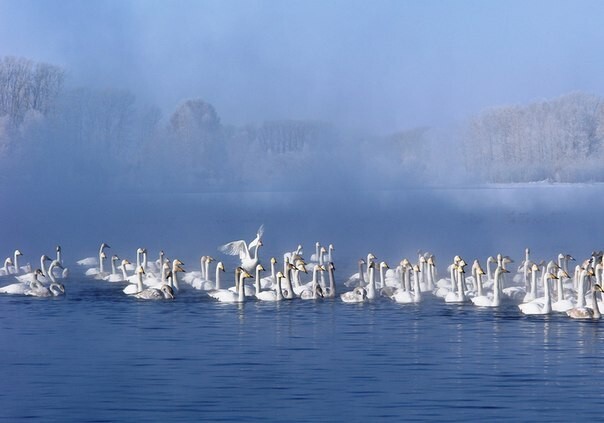 Сотни лебедей прилетели зимовать на Алтай