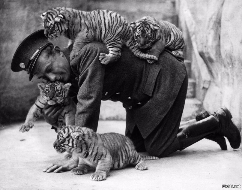 Смотритель зоопарка и тигрята, 1937 год