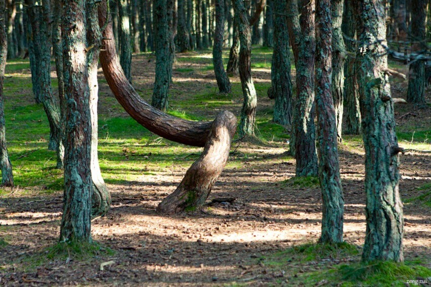 Танцующий лес, Калининградская область