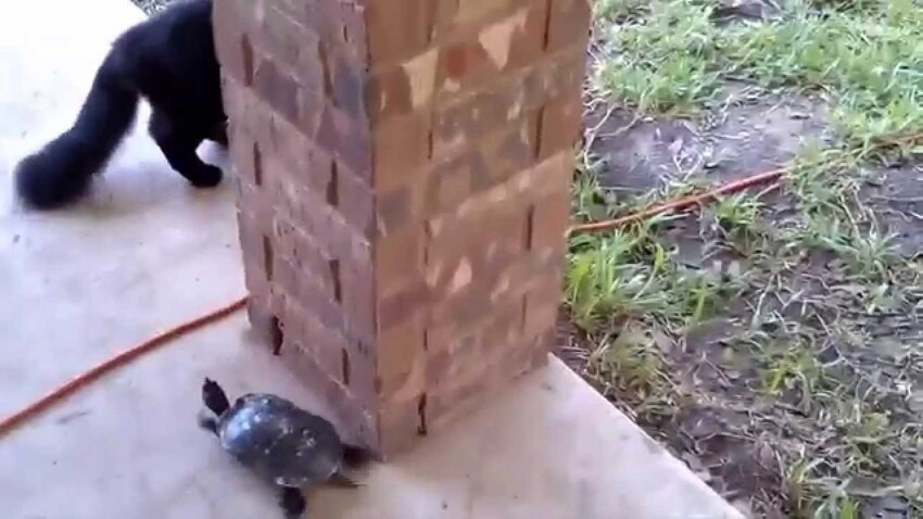 Кот играет с черепахой в догонялки 