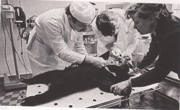 Сотрудники московского зоопарка лечат зубы малайскому медведю, 1970 г