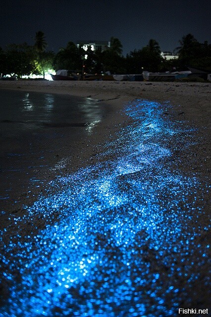 "Звездный прибой" на Мальдивских островах