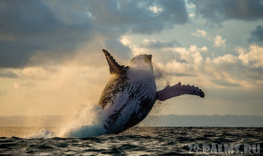 Южная Африка. Горбатый кит