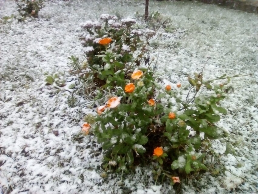 первый снег в Калининграде)