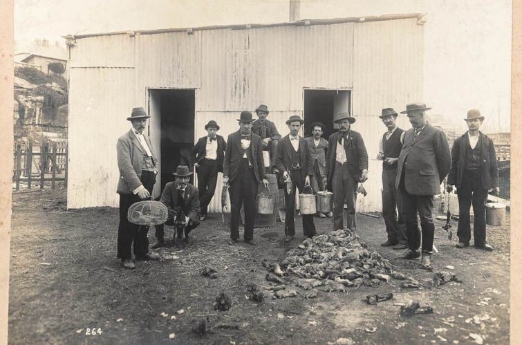 Профессиональные крысоловы во время бубонной чумы. Сидней, 1900 год