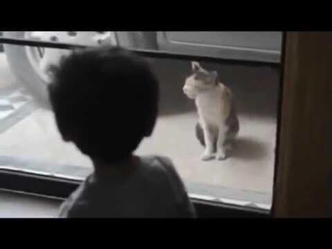 Мальчишка разговаривает с котом на его же языке 