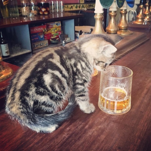 Любите пиво и кошек? Тогда этот паб создан специально для вас!
