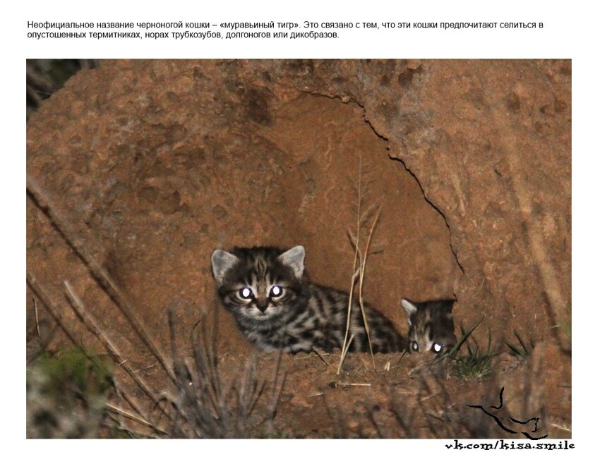 Кошка африканская черноногая (Felis nigripes)