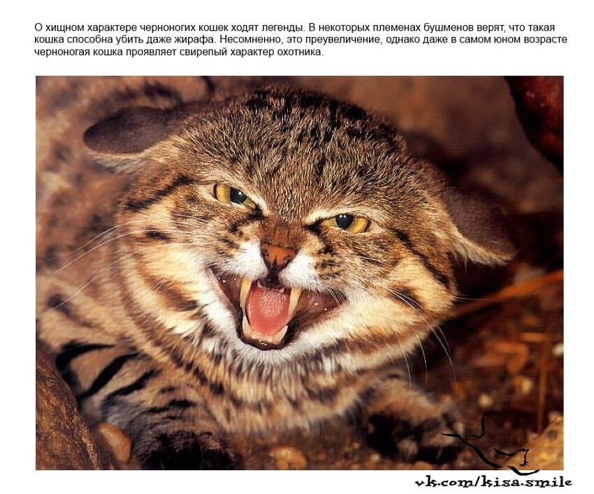 Кошка африканская черноногая (Felis nigripes)