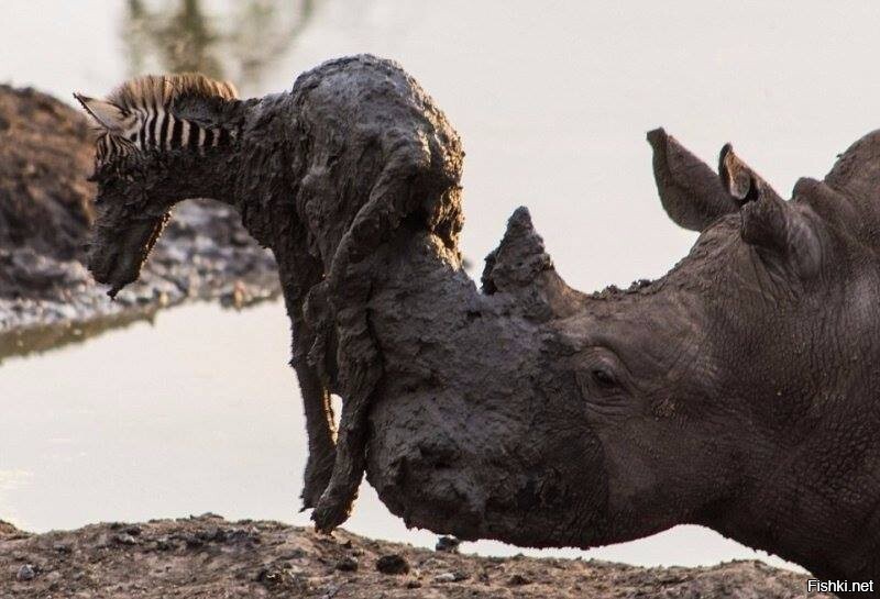 носорог спас маленькую зебру вытащив ее из грязевой ямы