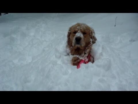 Собаки и первый снег 