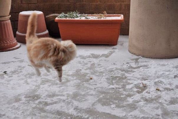 Реакция кота на первый в его жизни снег