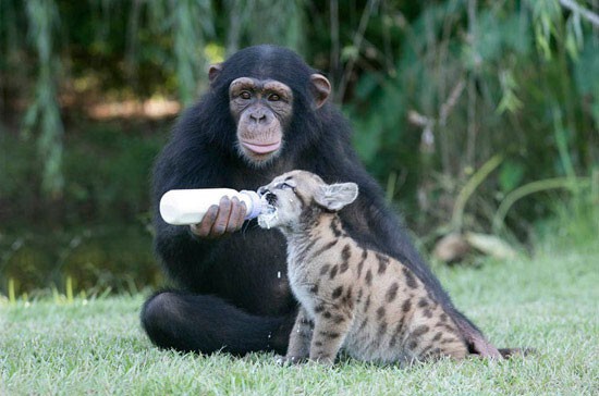 Дружба животных: орангутанг и собака  