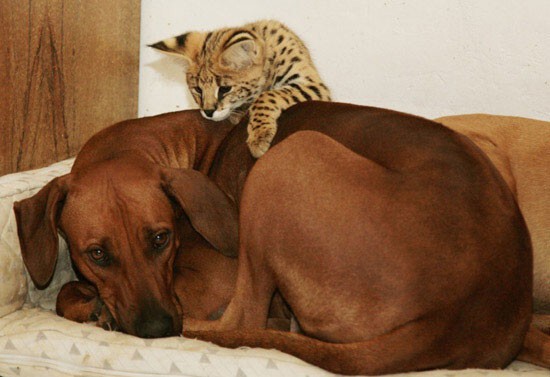 Дружба животных: котёнок сервала и щенки родезийского риджбека  