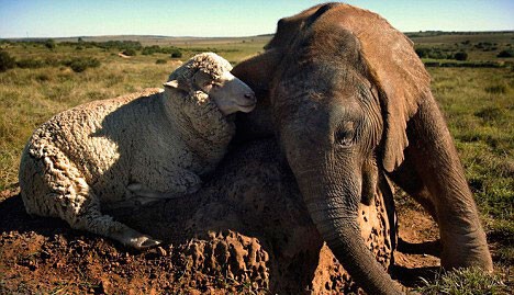 Дружба животных: слонёнок и ягнёнок  