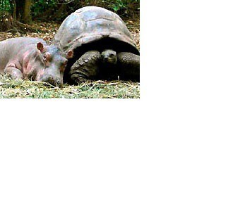 Дружба животных: бегемот и черепаха  