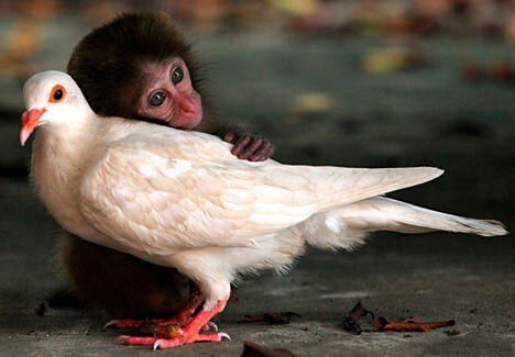 Дружба животных: детёныш макаки и белый голубь  
