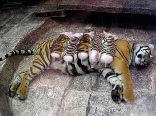 Дружба животных: тигрица и поросята  
