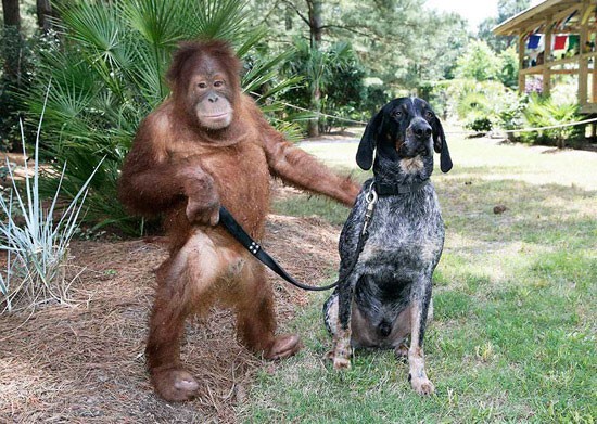 Дружба животных: орангутанг и собака  