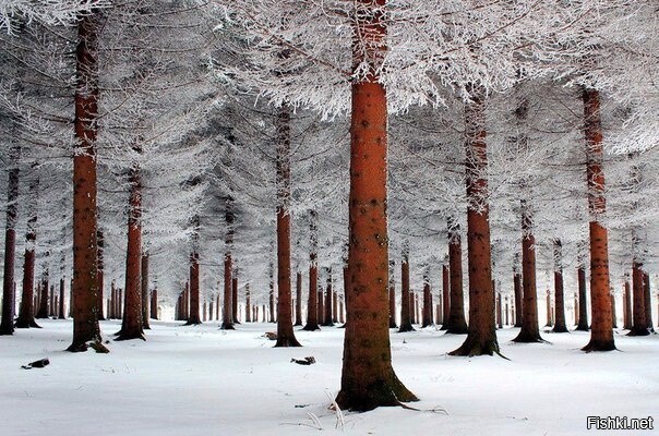 Зимний лес, Россия